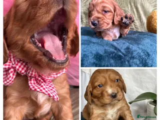 Cocker Spaniel dogs Stunning Cocker Spaniel puppies - Advert 3