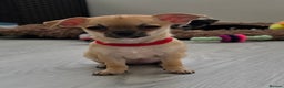 Chihuahua dogs for sale: Chihuahua Puppies 20TH  READY TO GO  - Advert 5