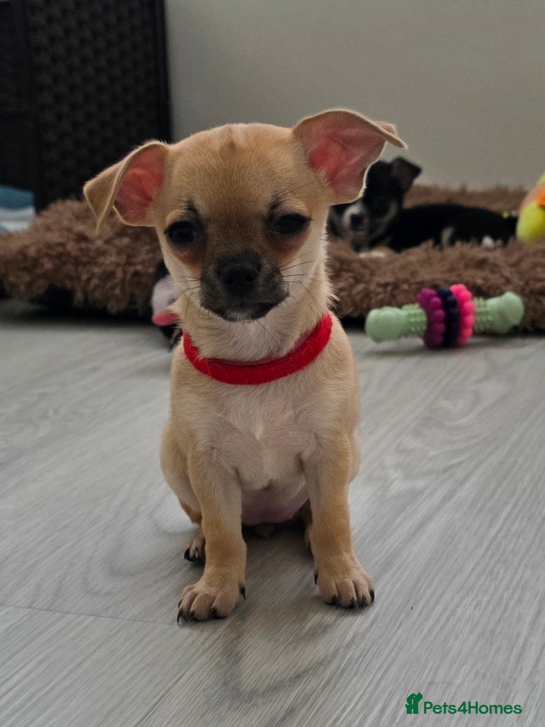 Chihuahua dogs for sale: Chihuahua Puppies 20TH  READY TO GO  - Advert 5