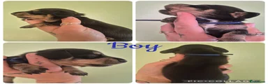 Miniature Dachshund 3
