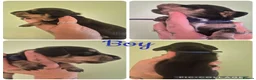 Miniature Dachshund dogs for sale: PRA CLEAR MINIATURE DACHSHUND PUPPIES - Advert 11