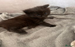 Ragdoll cats for sale: Gorgeous fluffy Ragdoll x kitten  - Image 11