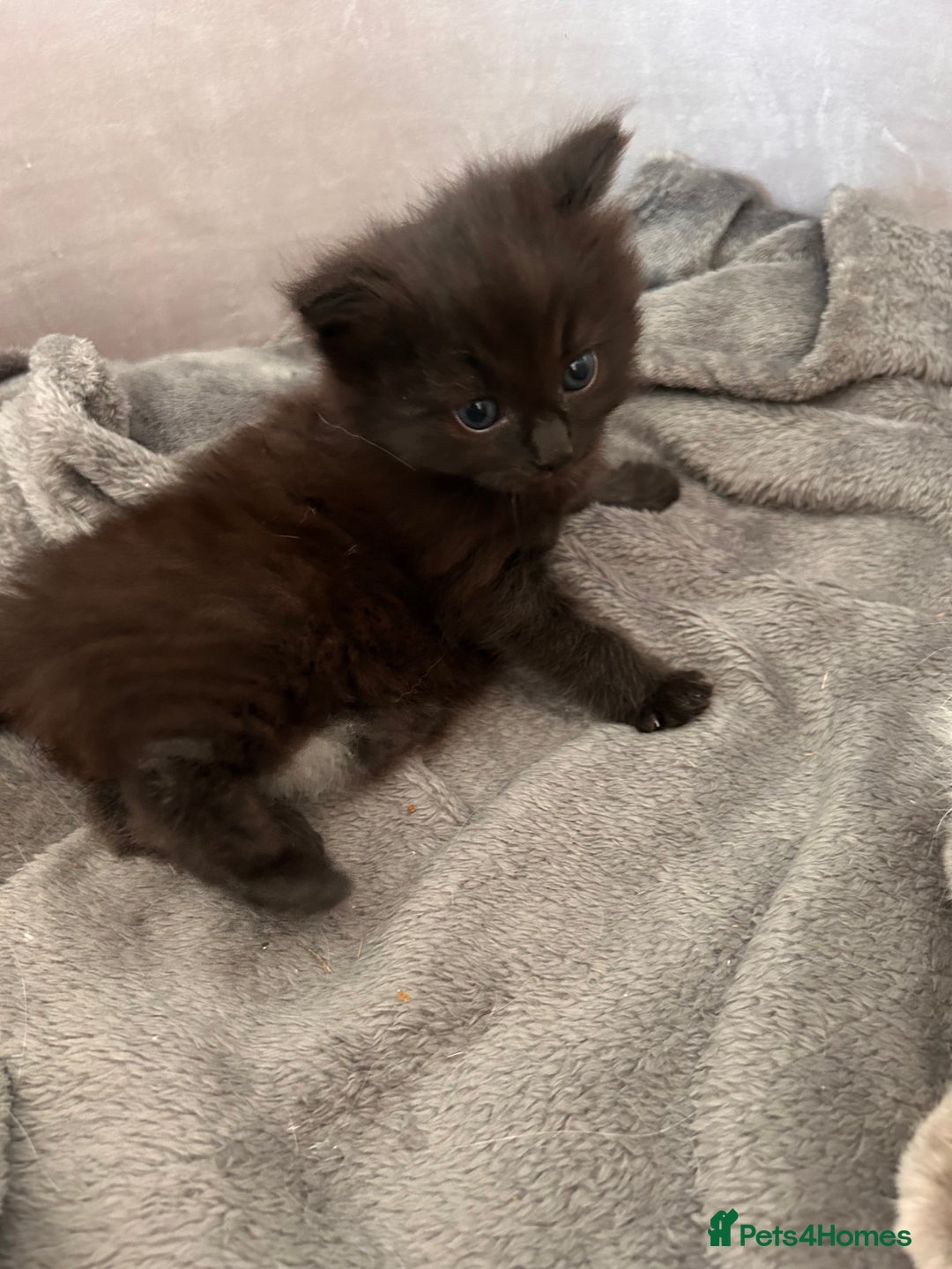 Ragdoll cats for sale: Gorgeous fluffy Ragdoll x kitten  - Image 11