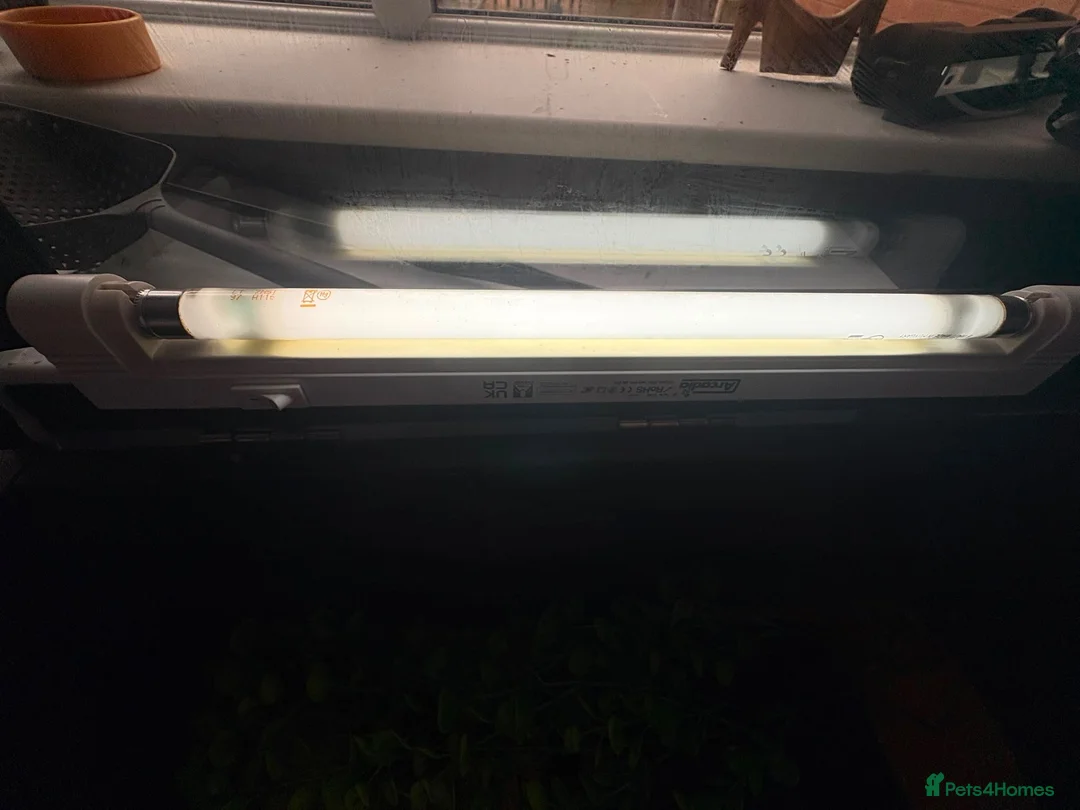 Leopard Gecko reptiles for sale: Female leopard gecko and setup  in Mold - Advert 8