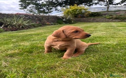 Labrador Retriever dogs for sale: Stunning, KC registered, Fox Red Labrador puppies. - Image 21