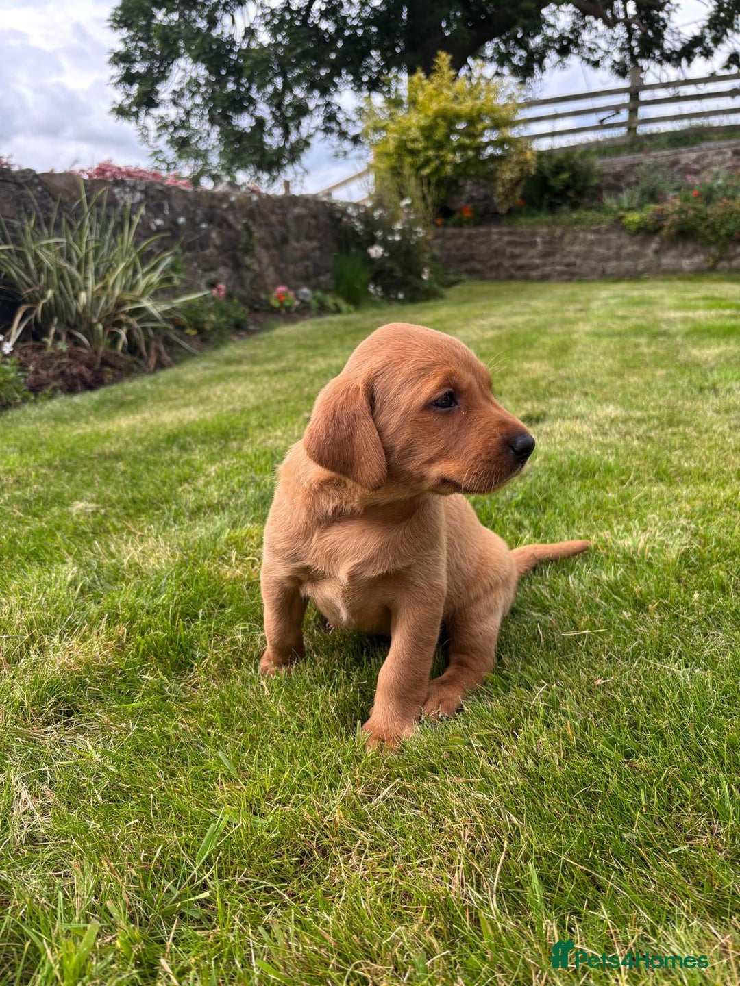 Labrador Retriever dogs for sale: Stunning, KC registered, Fox Red Labrador puppies. - Image 21