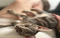 Bengal cats for sale: Bengal cross silver female kitten  - Image 4