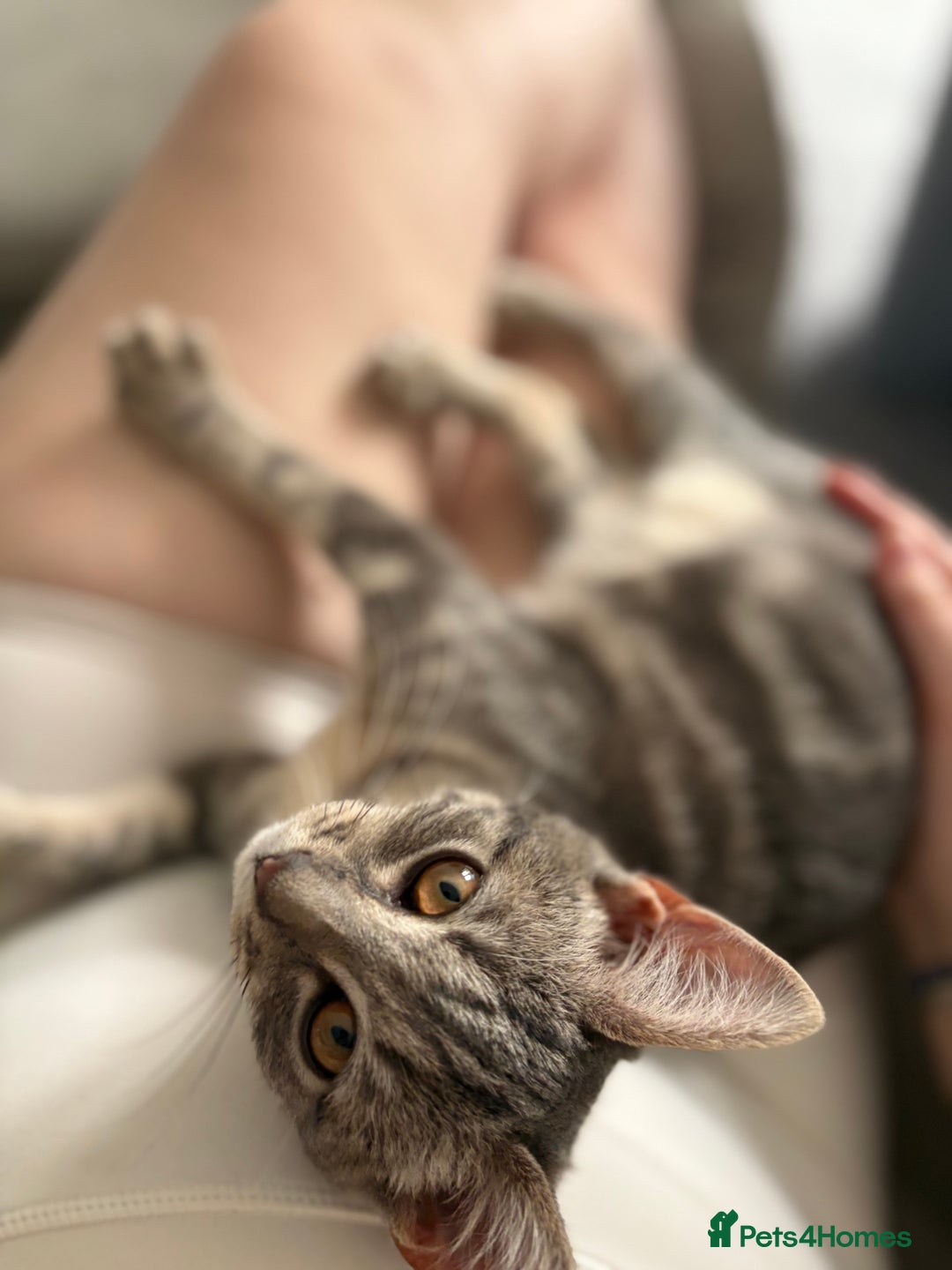 Bengal cats for sale: Bengal cross silver female kitten  - Image 4