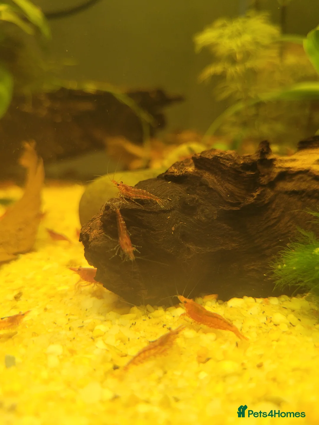 Shrimps fish for sale: Mixed age Red cherry shrimp in Redditch - Advert 2