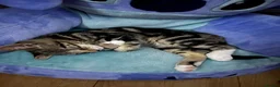 Mixed Breed cats for sale: 14 week old male kitten - Advert 3