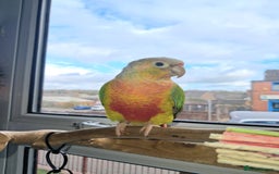 Conures birds for sale: High red pineapple green cheeked conure  - Image 2