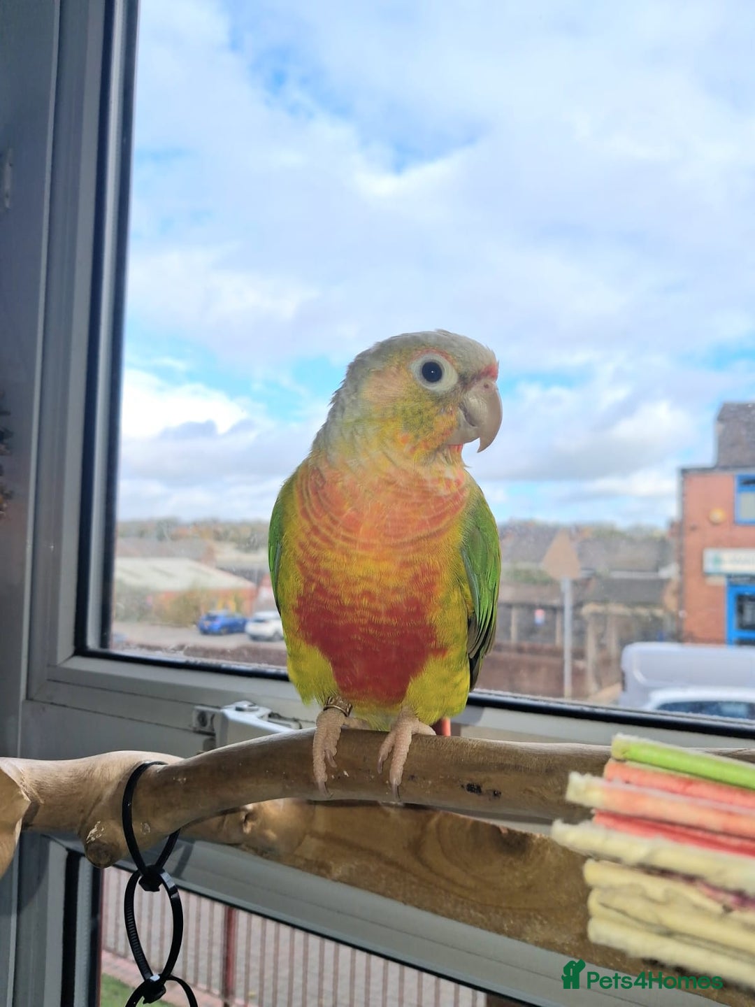 Conures birds for sale: High red pineapple green cheeked conure  - Image 2
