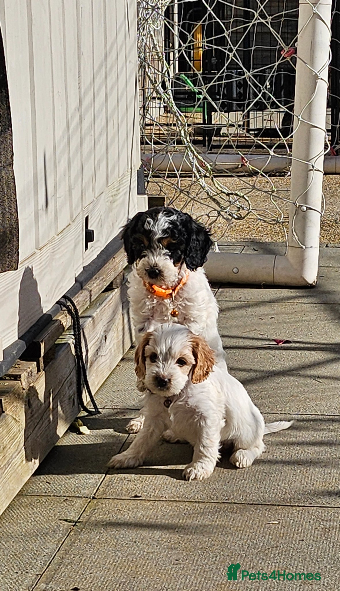 Cockapoo dogs 5 little cockerpoo puppies remaining 🐶🐶 - Advert 2