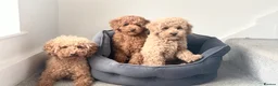 Maltipoo dogs for sale: Beautiful red multipoo for sale 2 boys 1 girl - Advert 3