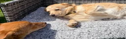 Golden Retriever dogs for adoption: 🐾 GINA – Labrador Retriever (Female) in West Malling - Advert 3