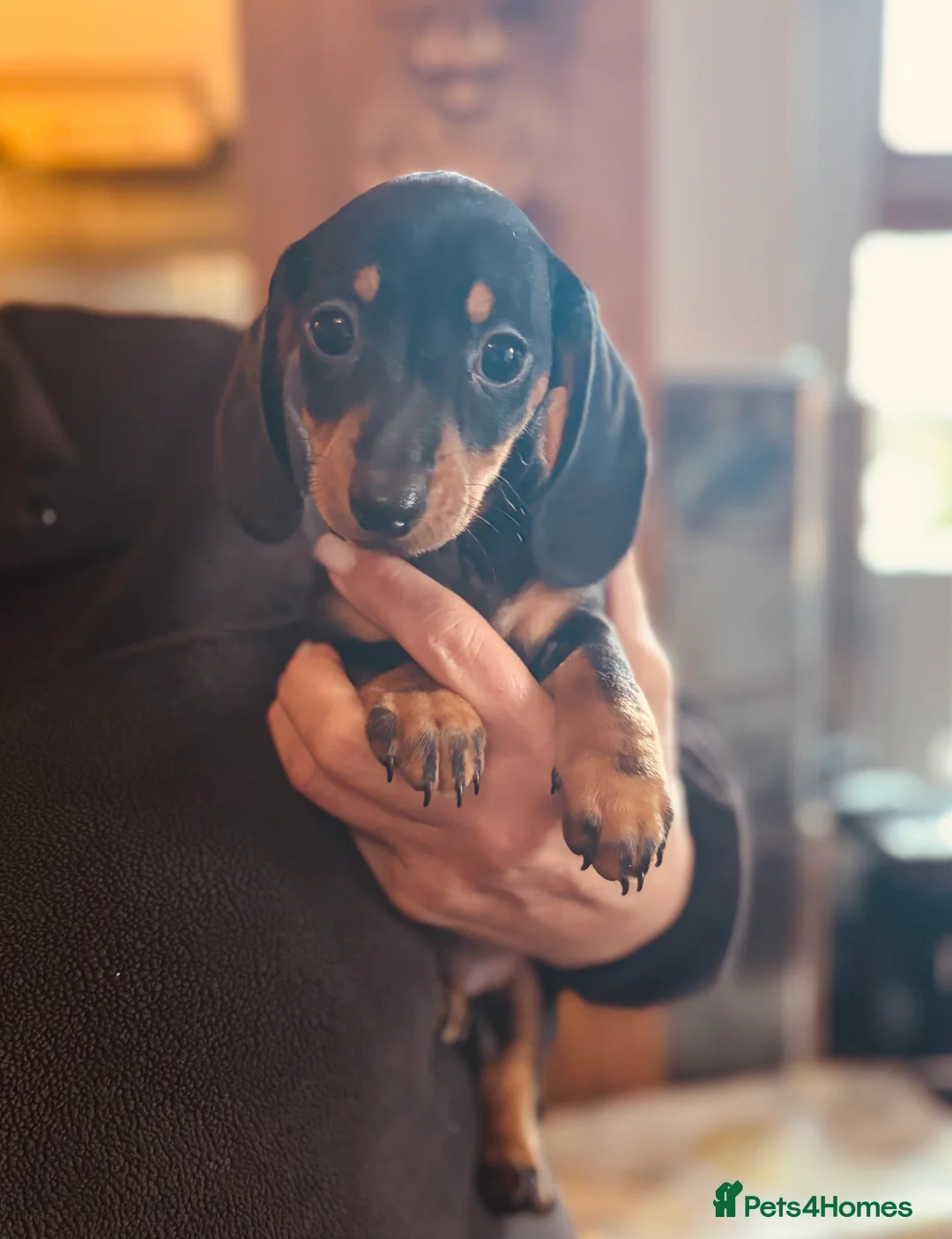 Miniature Dachshund dogs for sale: PRA clear, KC girls, licensed breeder - Advert 6