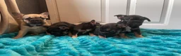 French Bulldog dogs for sale: 5 Frenchie pups ready for their forever homes🐶🏡 - Advert 4