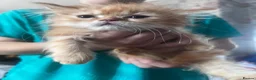Persian cats for sale: 🌸1 CREAM 1 RED PERSIANS LEFT 🌸 - Advert 6