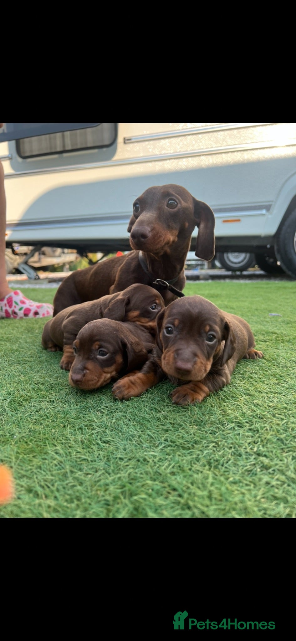 Dachshund dogs Miniature dachshunds microchipped  - Advert 7