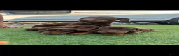 Dachshund dogs for sale: Miniature dachshunds microchipped  in Stoke-on-Trent - Advert 1