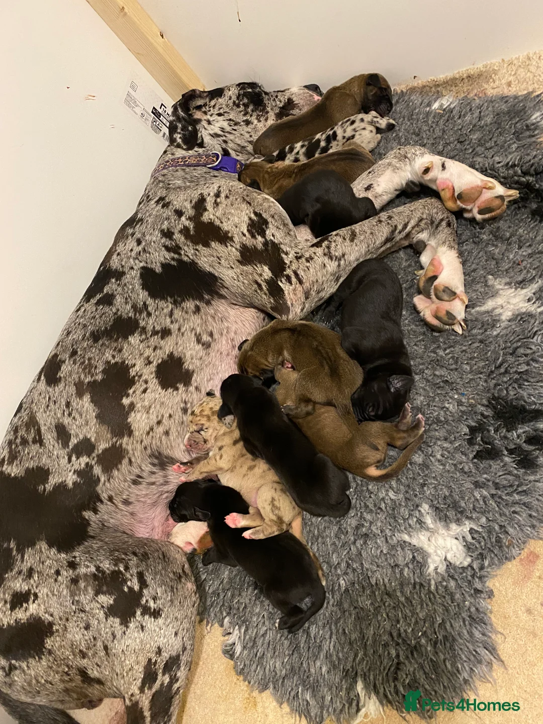 Great Dane dogs for sale: Beautiful kc reg Great Dane puppies - Advert 10