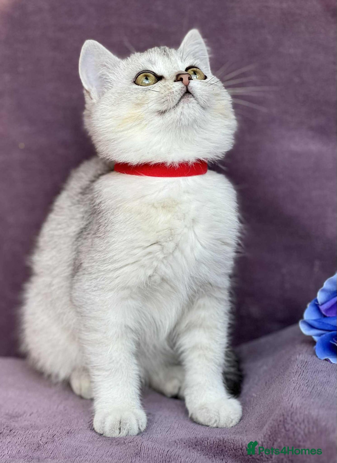 British Shorthair cats for sale: OPEN TO OFFERS TICA registered BSH kittens - Image 26
