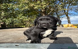 Springador dogs for sale: Gorgeous Springador’s looking for new homes!  - Image 2