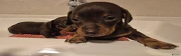 Miniature Dachshund dogs for sale: Miniature Dachshund Puppies  in Caernarfon - Advert 5