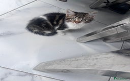 Mixed Breed cats for sale: Kittens for sale  - Image 1