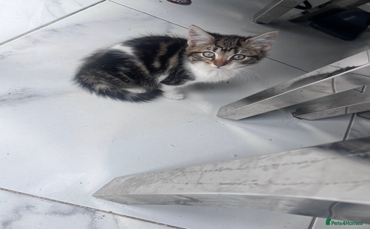 Mixed Breed cats - Advert 13