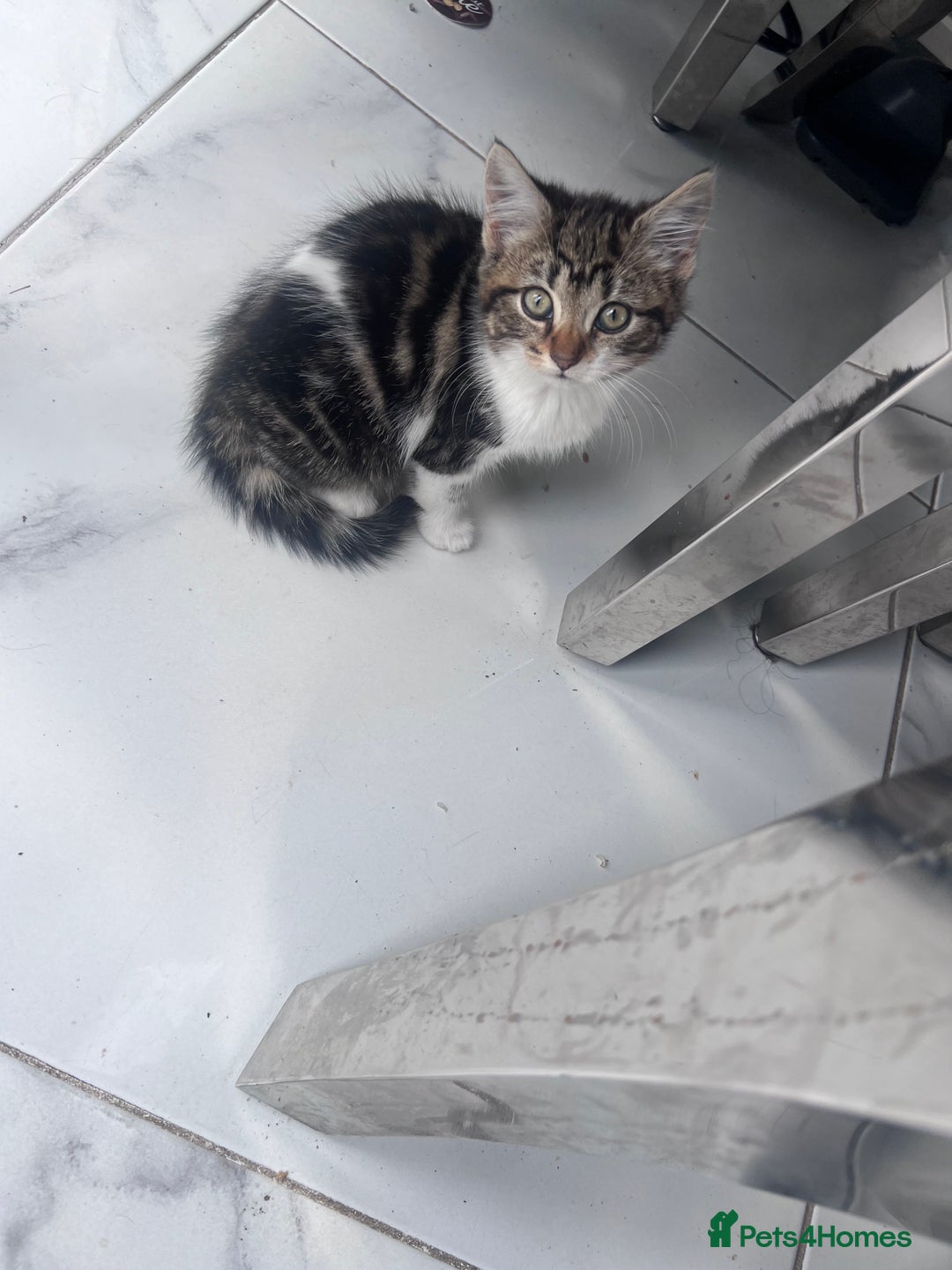 Mixed Breed cats for sale: Kittens for sale  - Image 1