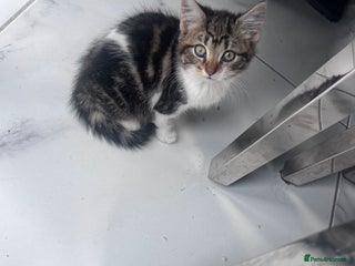 Mixed Breed cats - Advert 13