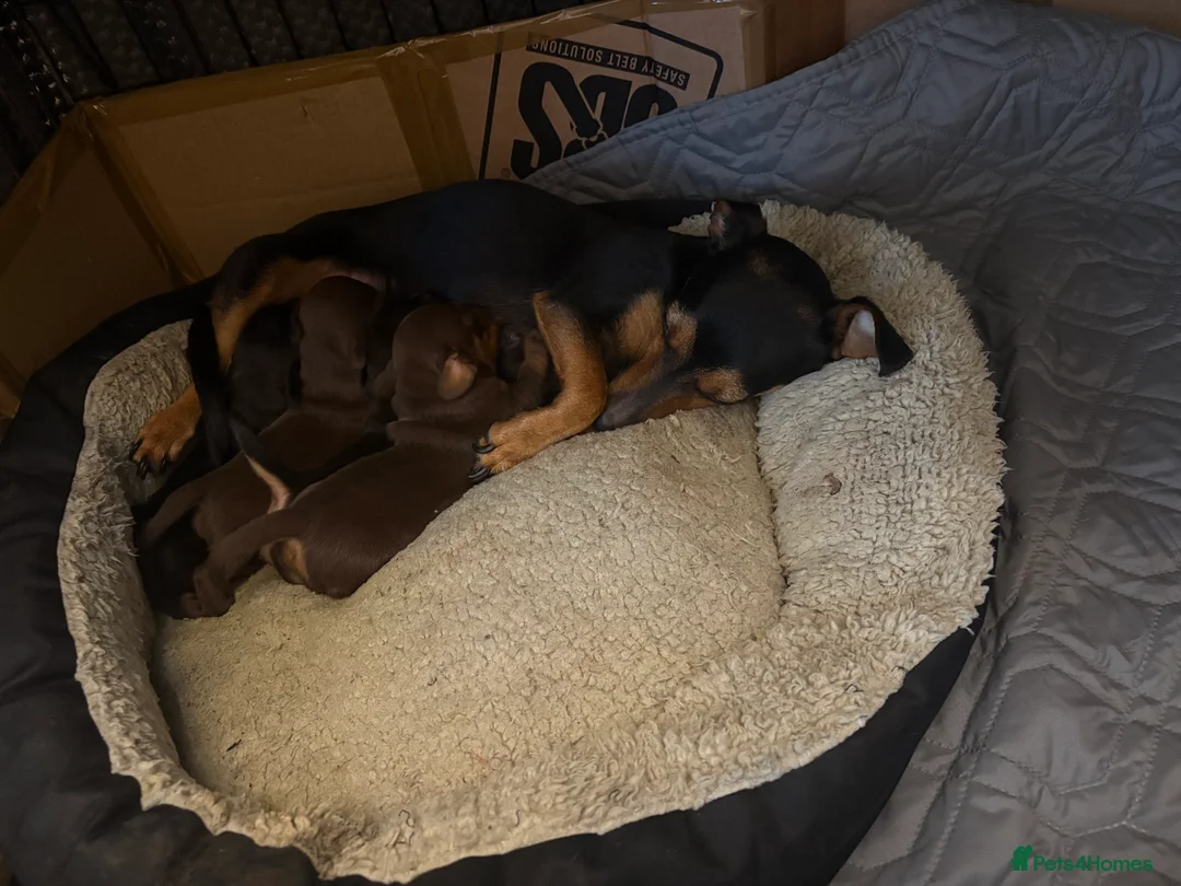 Mixed Breed dogs for sale: Daxi jacks ready now - Advert 2