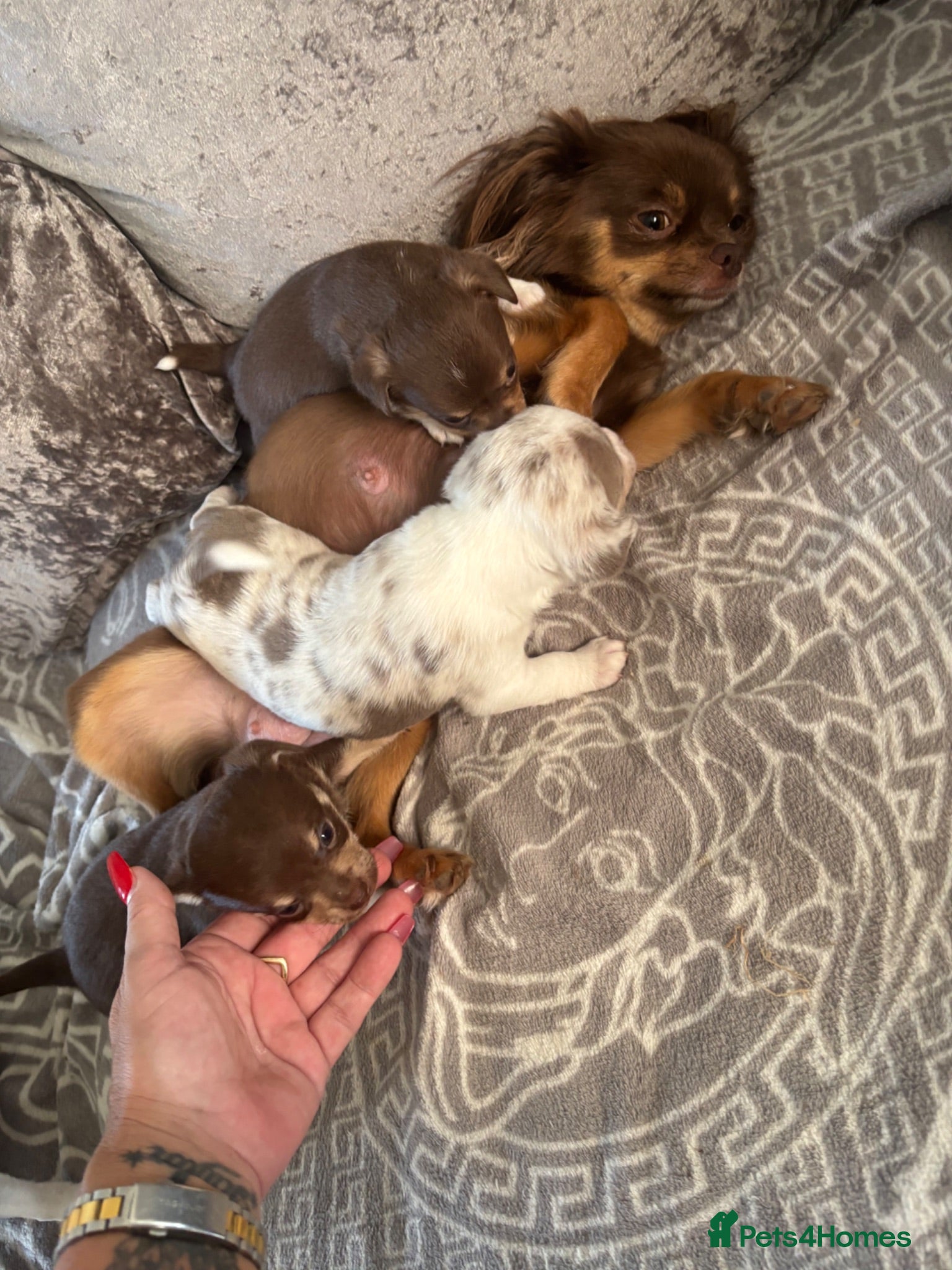 Chihuahua dogs 2 girls 1 boy  - Advert 1