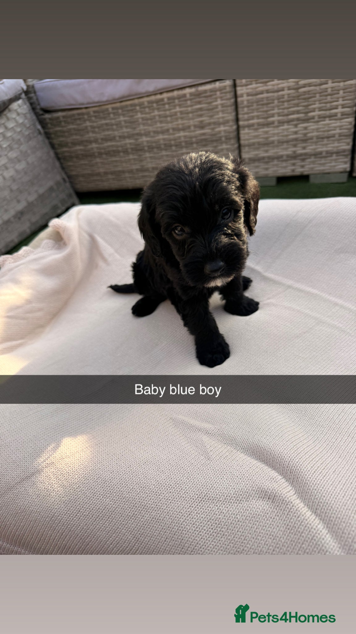 Mixed Breed dogs for sale: Whoodle puppies  - Advert 3