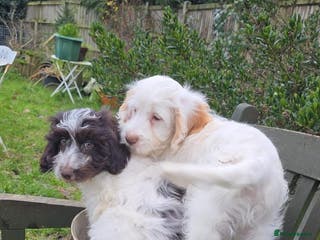 Cockapoo dogs Quality Cockapoo Puppies Licenced Domestic Breeder - Advert 12