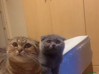 Scottish Fold cats Scottish fold - Advert 3