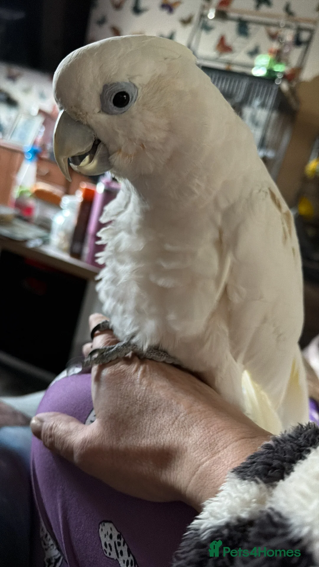 Cockatoo birds for sale: Soloman cockatoo in Weston-super-Mare - Advert 1