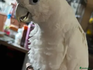 Cockatoo birds Soloman cockatoo - Advert 5