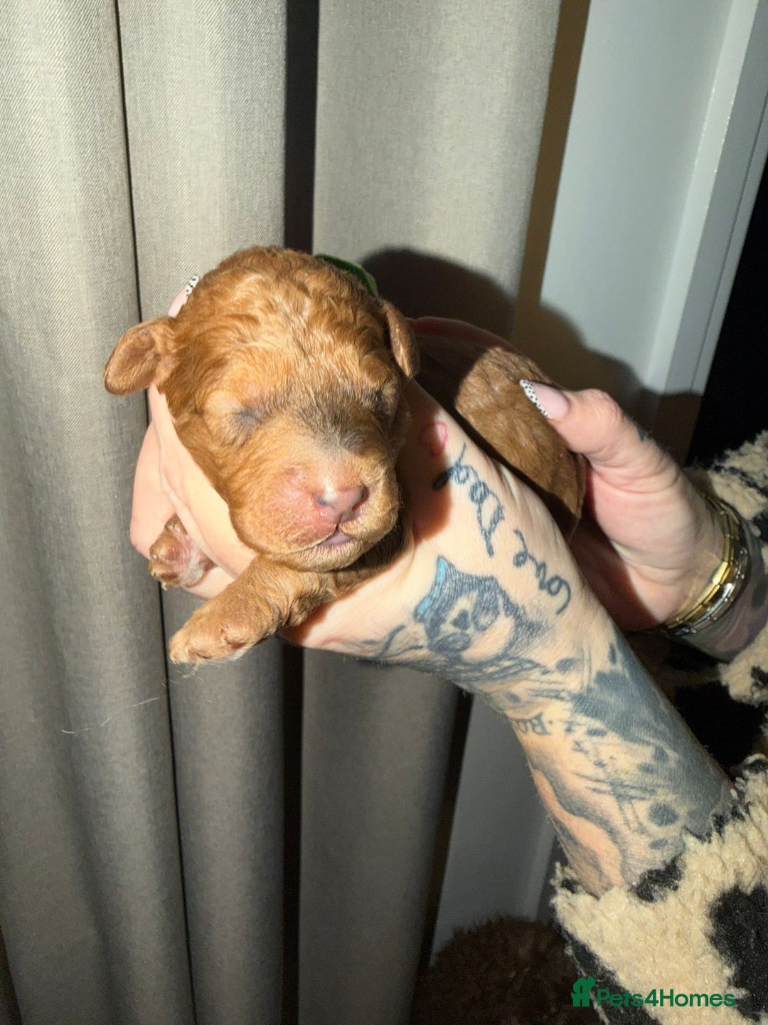 Cockapoo dogs for sale: 7 absolutely adorable cockapoo pups!  - Advert 11