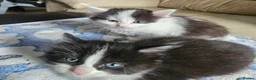 Mixed Breed cats for sale: 4 adorable kittens - Advert 12