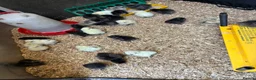 Chickens poultry for sale: Pure bred silkies white/black and colours  - Advert 4