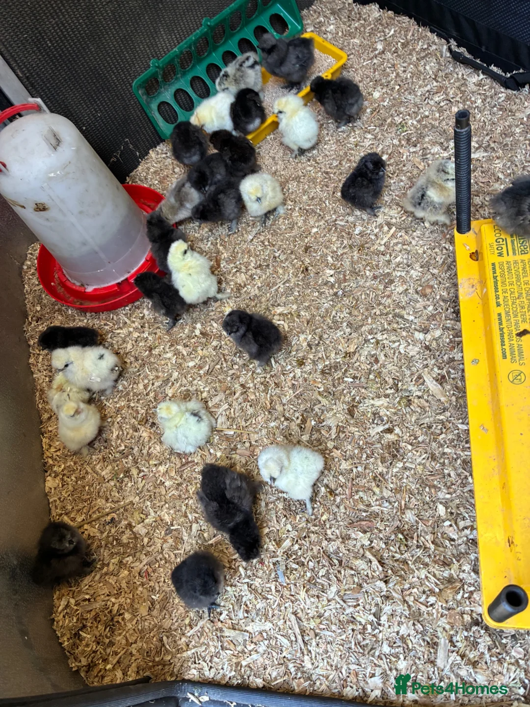 Chickens poultry for sale: Pure bred silkies white/black and colours  - Advert 4