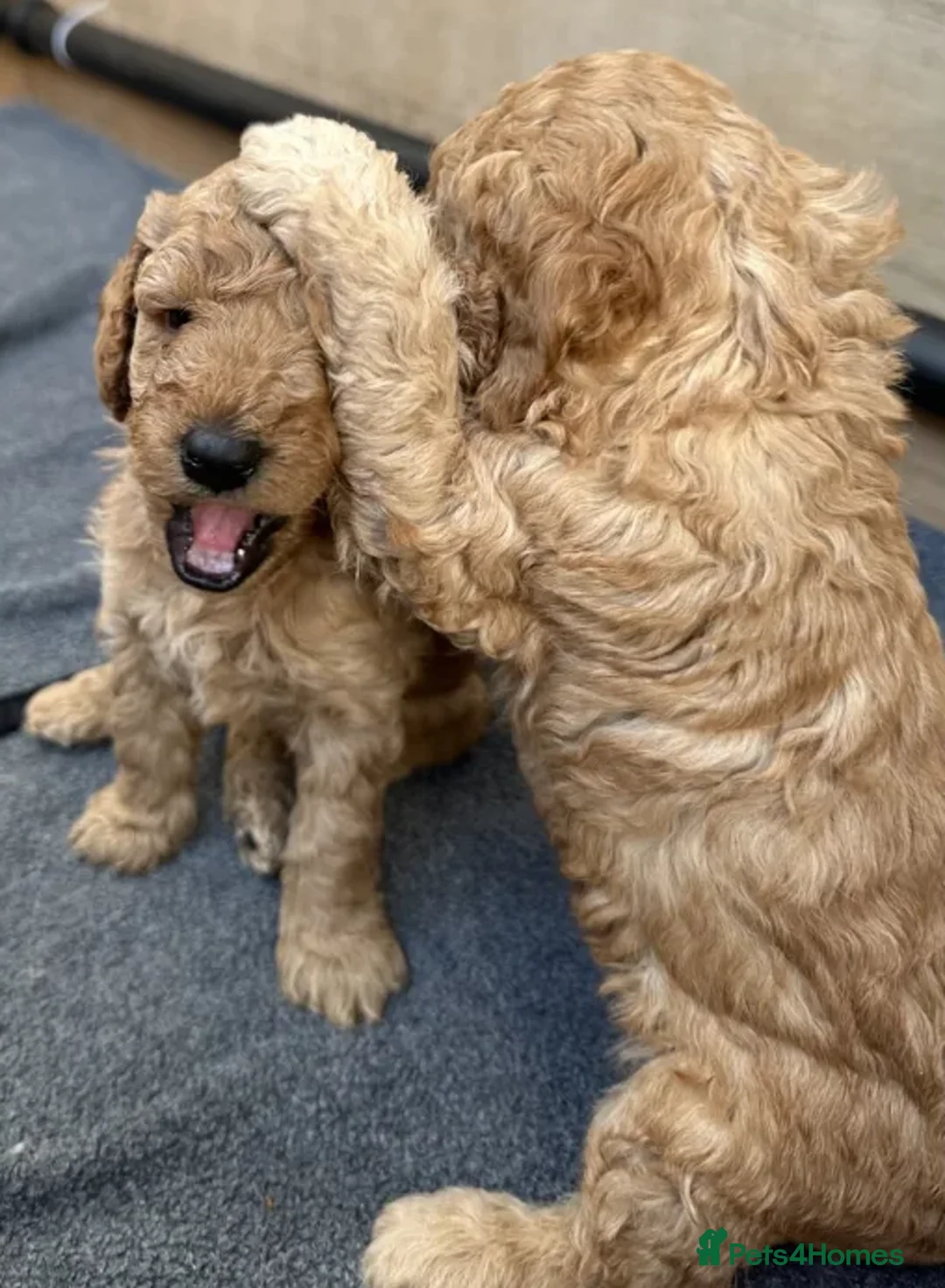 Cockapoo dogs for sale: Smart, Sweet & Snuggly-Fluffy Cockapoo Cuties - Advert 2