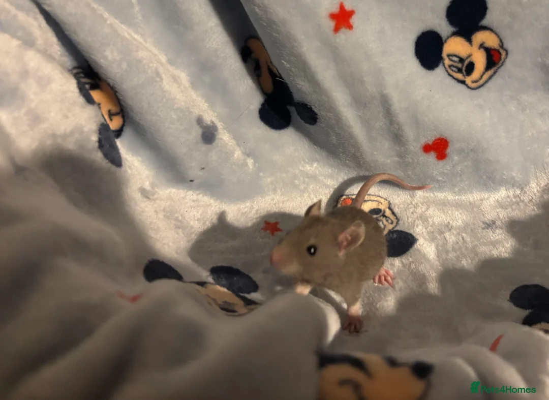 Rat rodents for sale: Gorgeous boys available now! - Advert 2