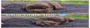 Puppy 4