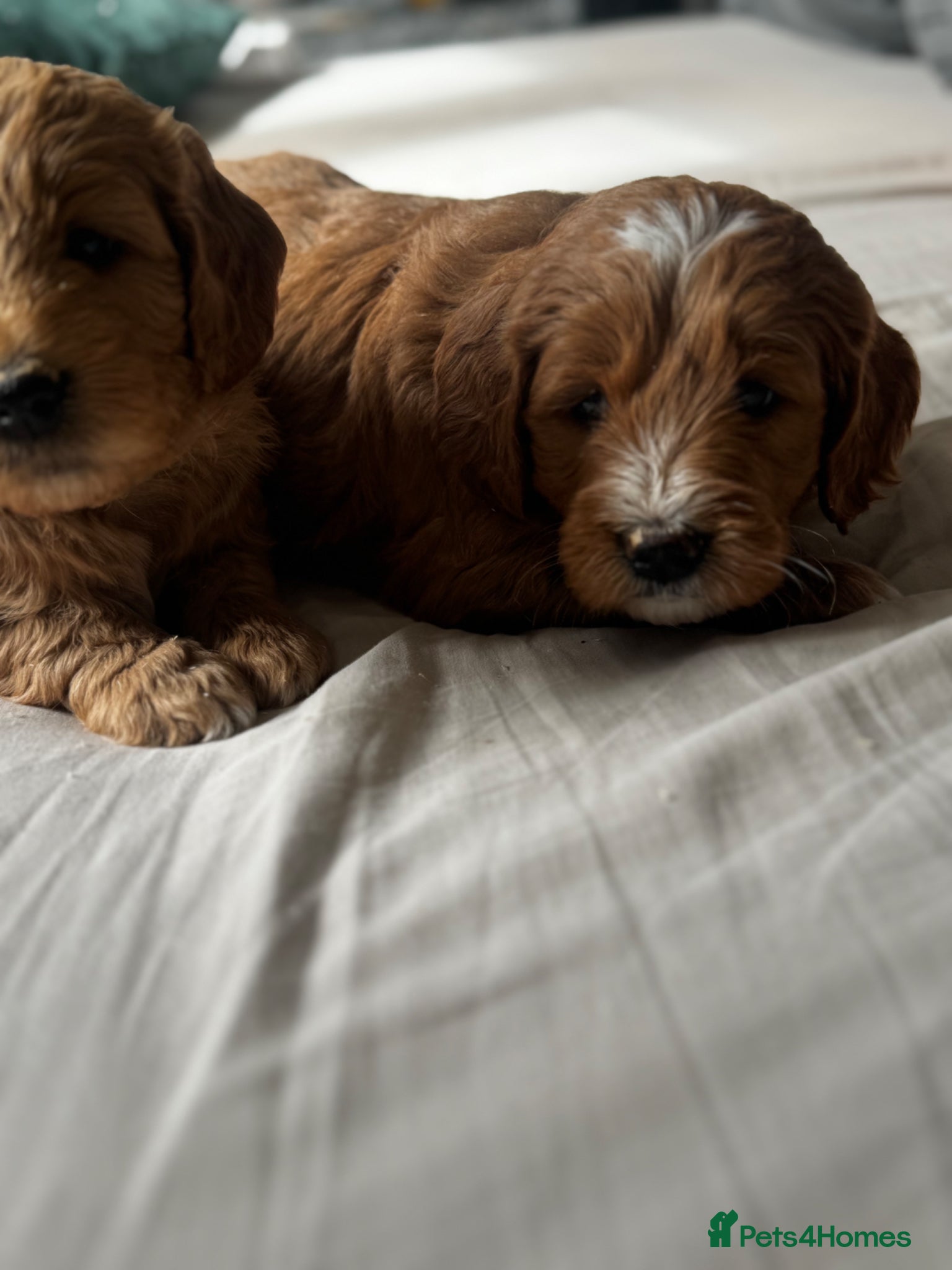 Mini Goldendoodle dogs Fantastic Miniature Goldendoodles  - Advert 1