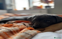 Cane Corso dogs for sale: Cane corso puppies for sale  - Image 5