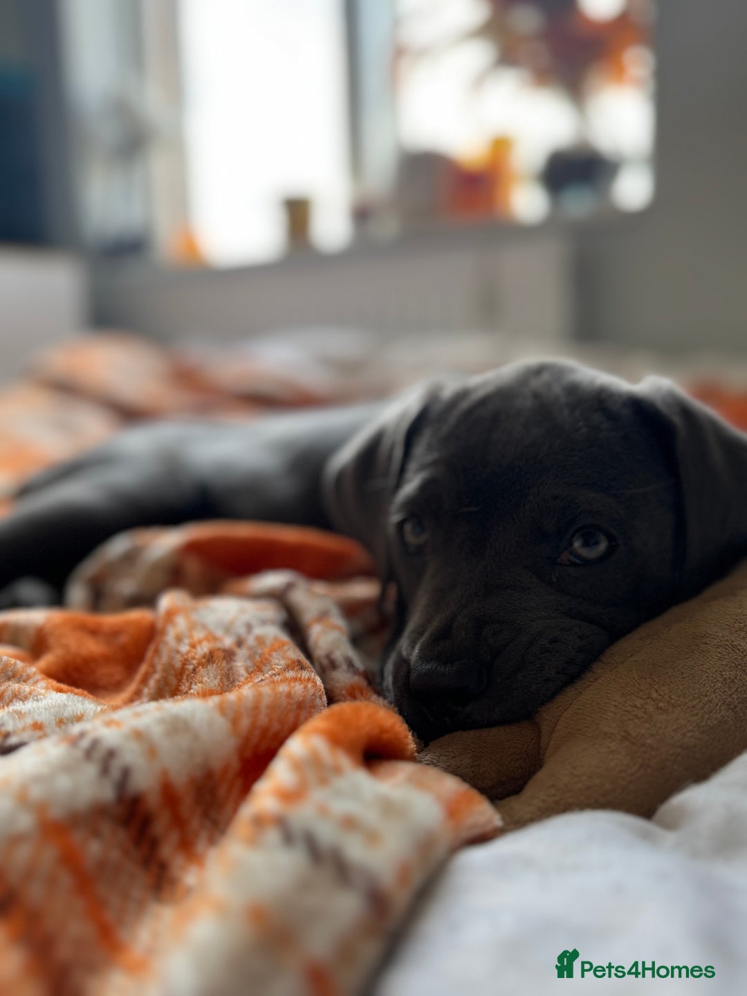 Cane Corso dogs for sale: Cane corso puppies for sale  - Image 5