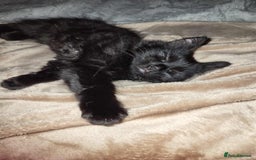 British Shorthair cats for sale: Kitten Litter - Image 4